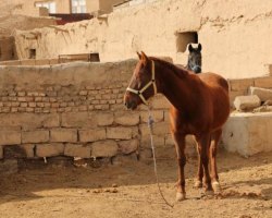 نعل اسب برای چشم زخم